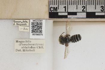 Media type: image;   Entomology 786075 Aspect: Labels